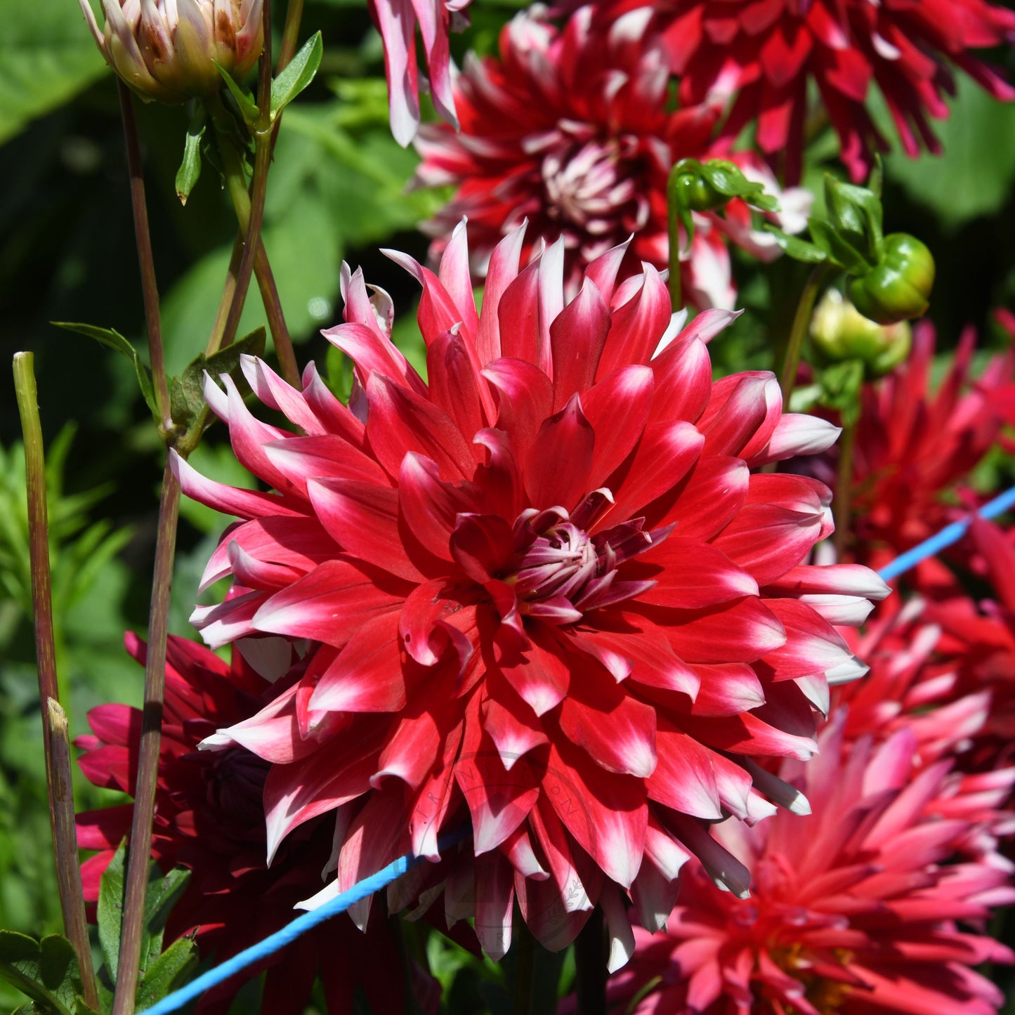 Dahlia 'Circus'