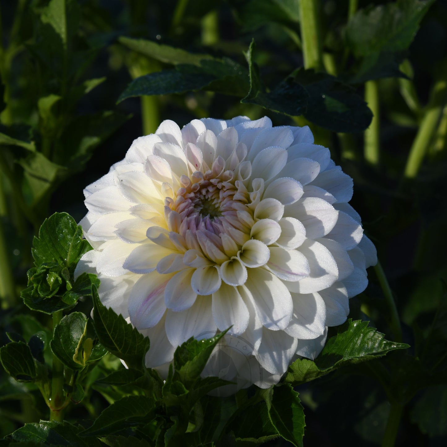 Dahlia 'Coconut Ice'