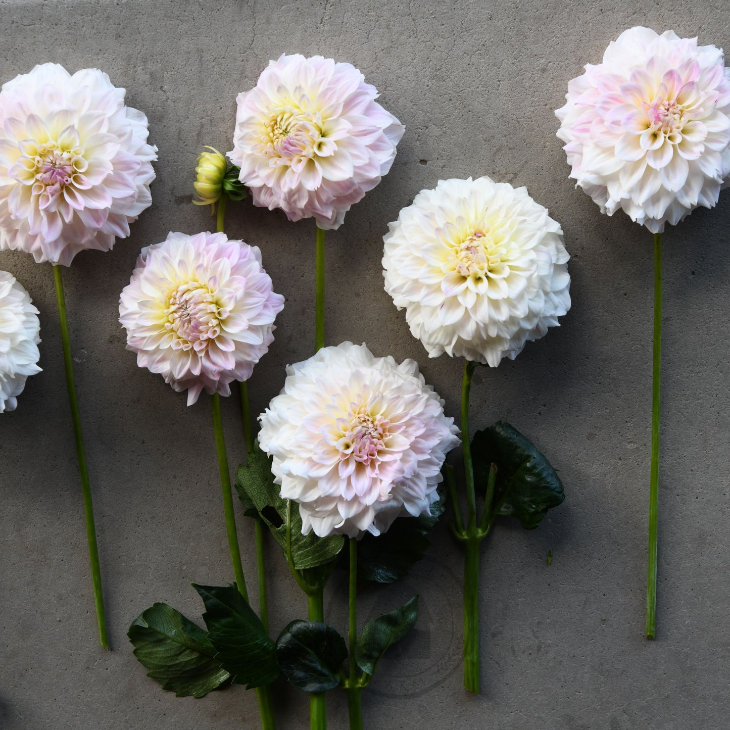 Dahlia 'Coconut Ice'
