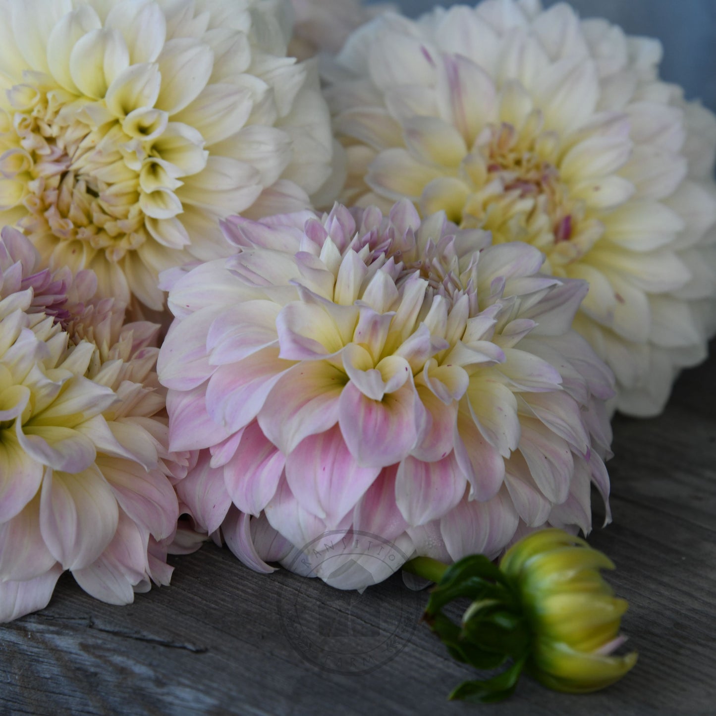 Dahlia 'Coconut Ice'