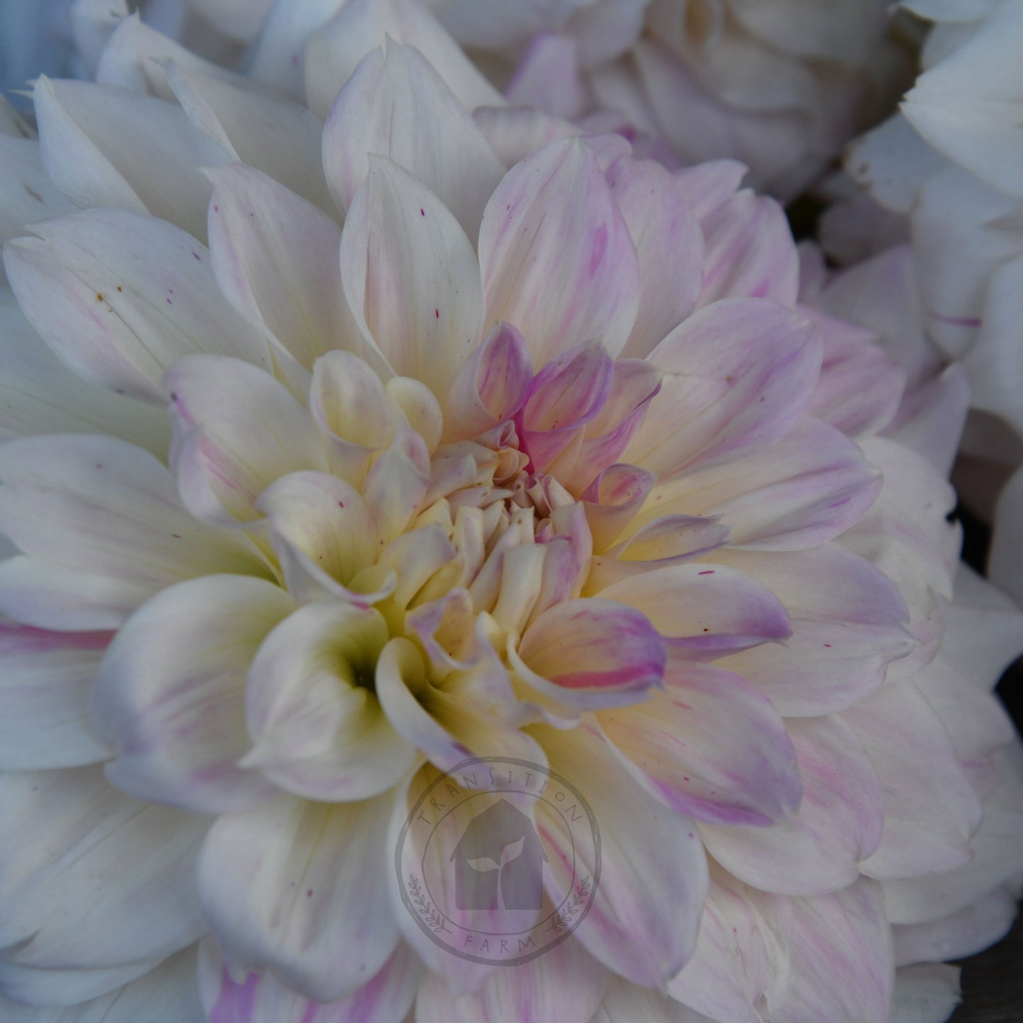 Dahlia 'Coconut Ice'