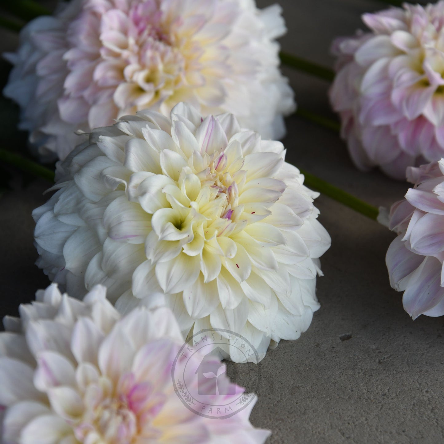 Dahlia 'Coconut Ice'