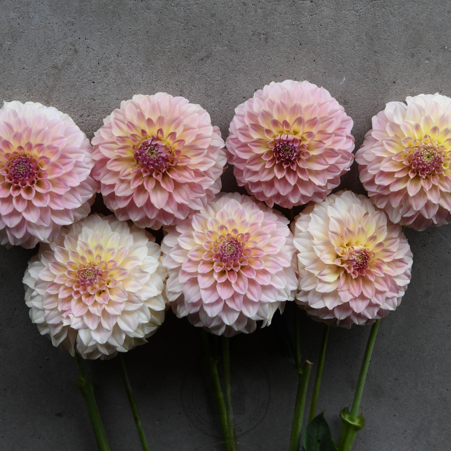 Dahlia 'Coorabell Astrid' (Buy 4 Get 1 Free)