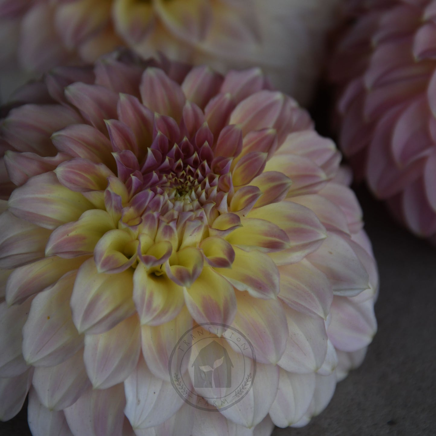Dahlia 'Coorabell Astrid' (Buy 4 Get 1 Free)