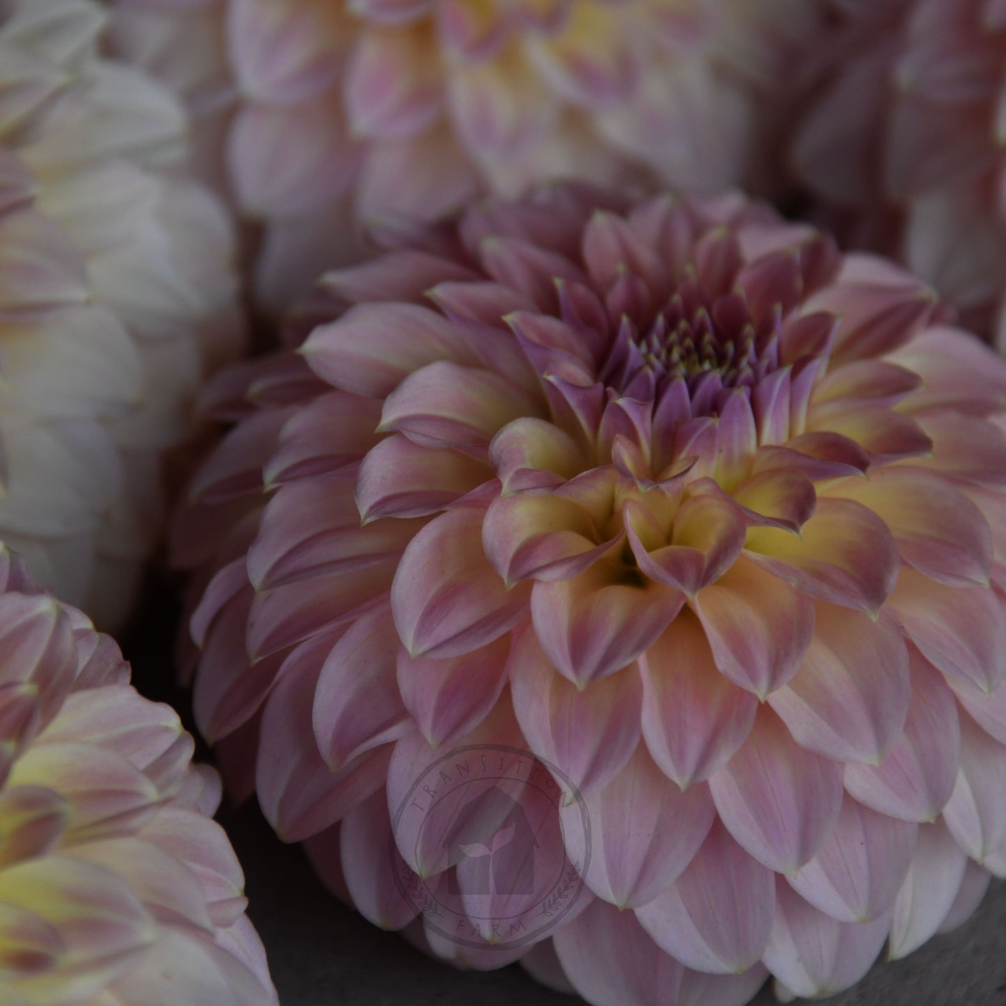 Dahlia 'Coorabell Astrid' (Buy 4 Get 1 Free)