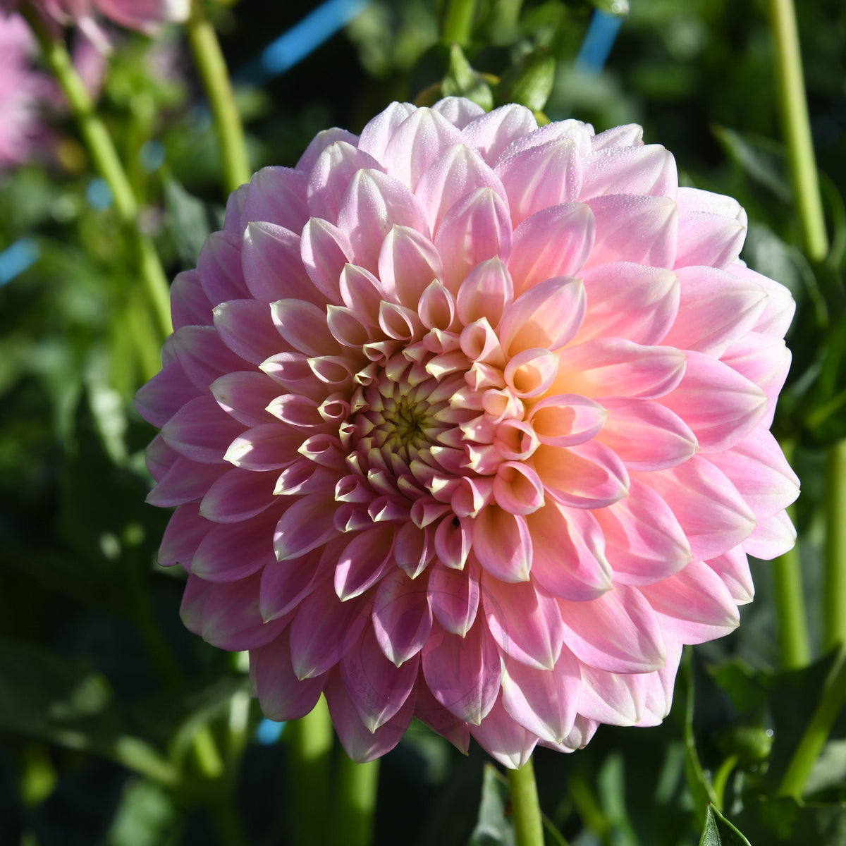 Dahlia 'Coorabelle Emma'