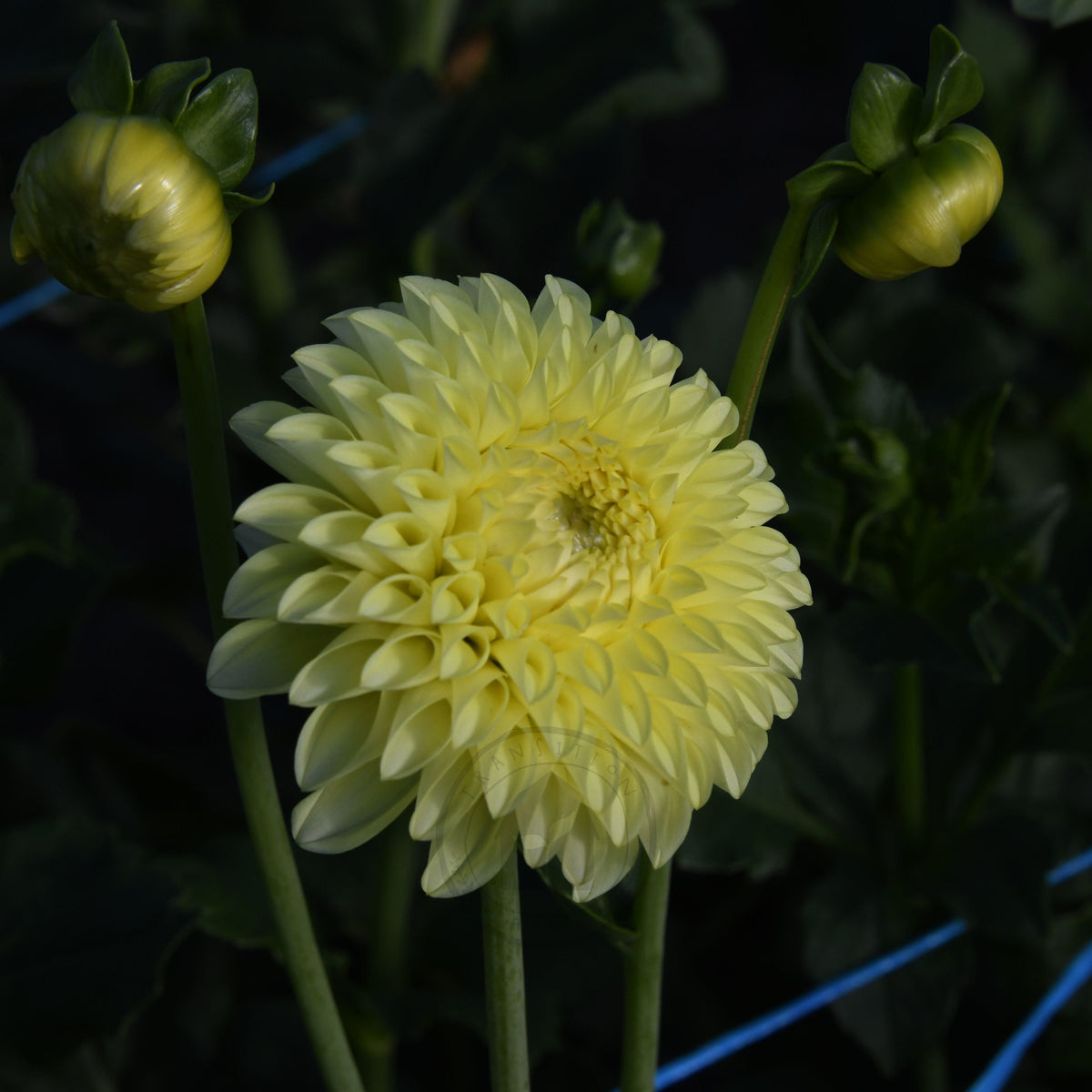 Dahlia 'Coorabelle Heather'