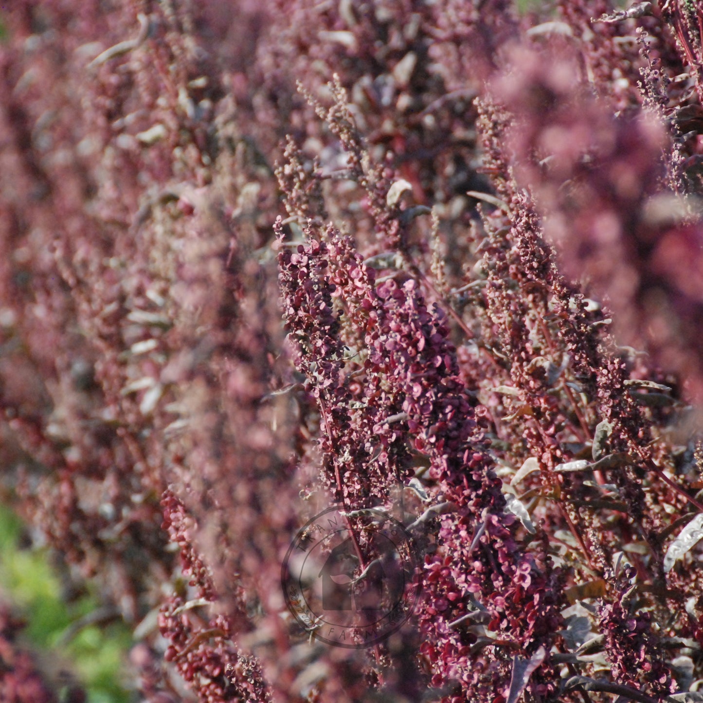 Close-up of a plant with red-brown flowers and green leaves.