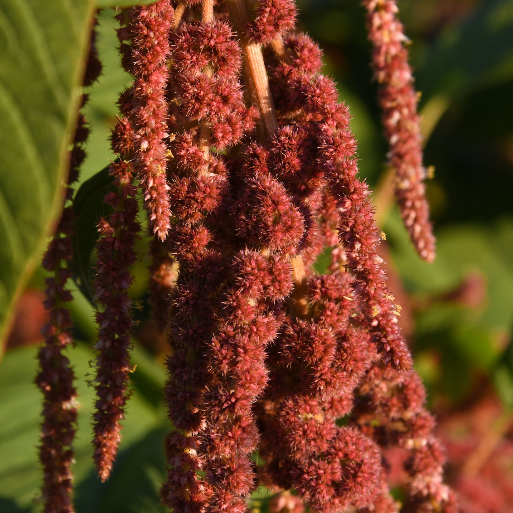 Close-up of a cluster of red amaranth plants with green leaves.