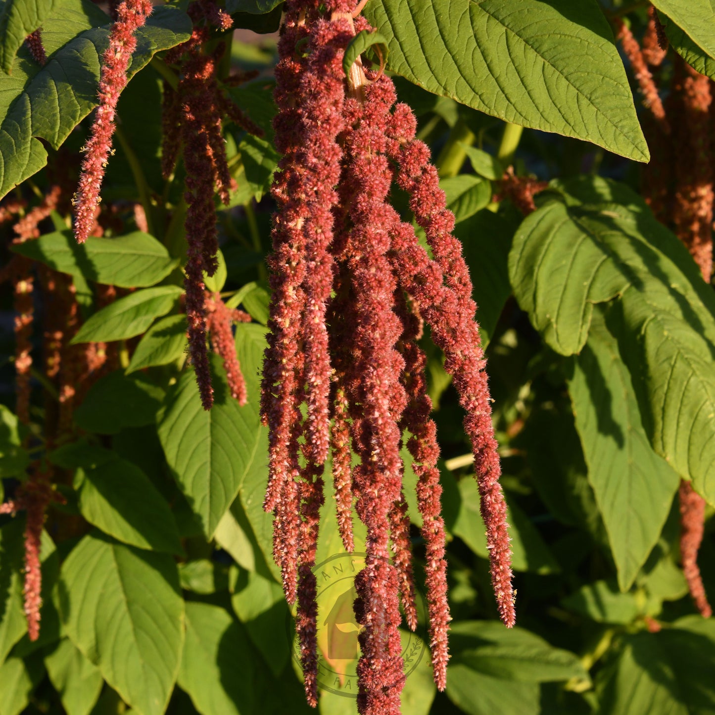 Close-up of a plant with red flower clusters and green leaves.