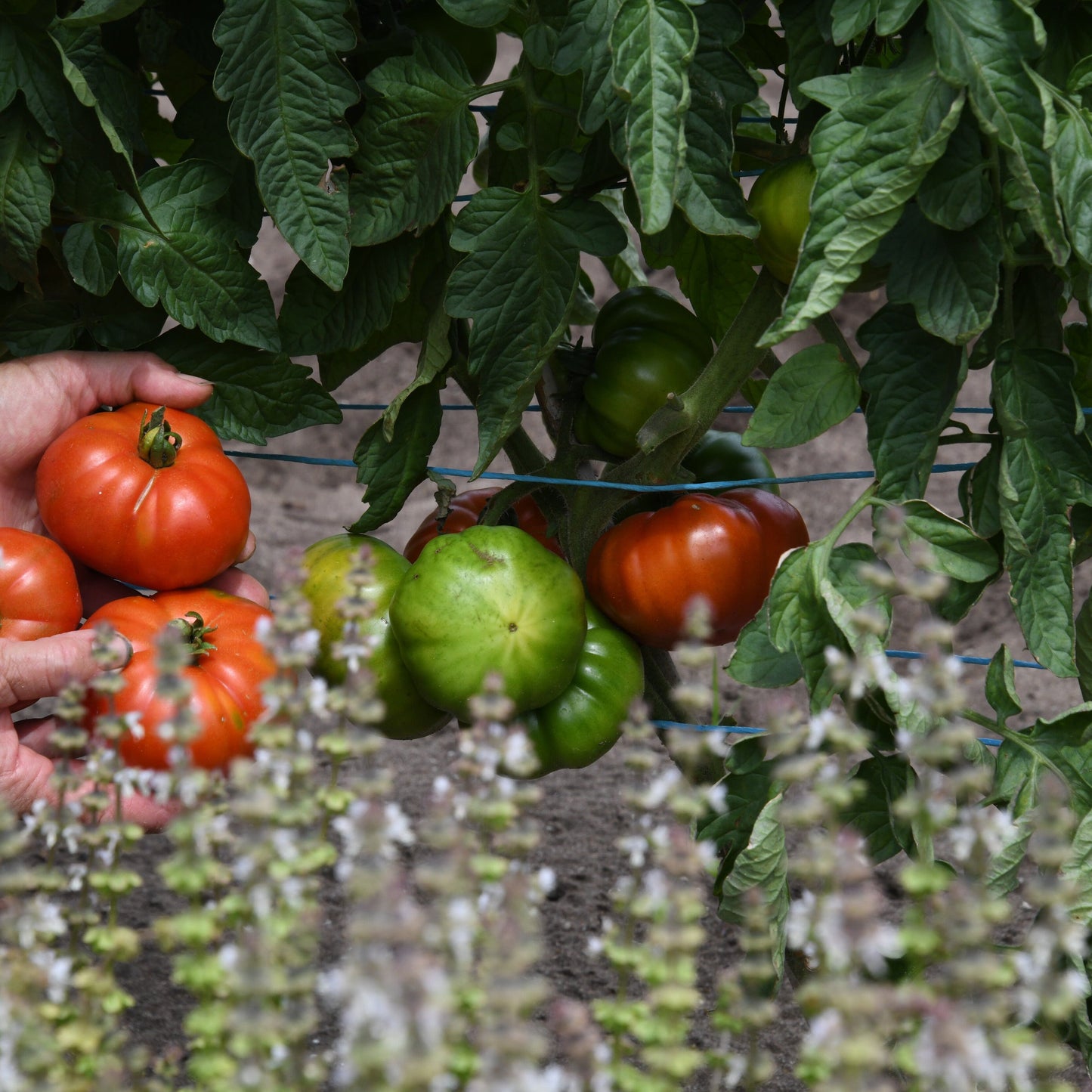 Hand picking tomatoes from a plant with green leaves and flowers.