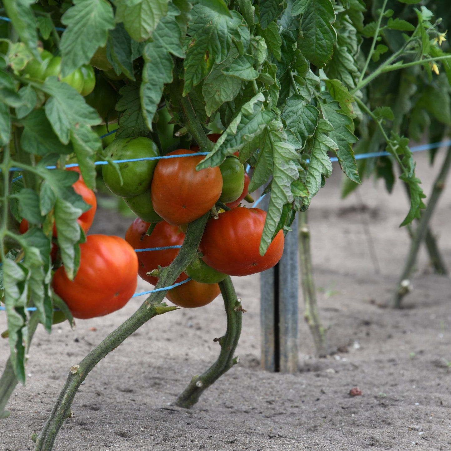 Tomatoes growing on a vine with green leaves in an outdoor setting.
