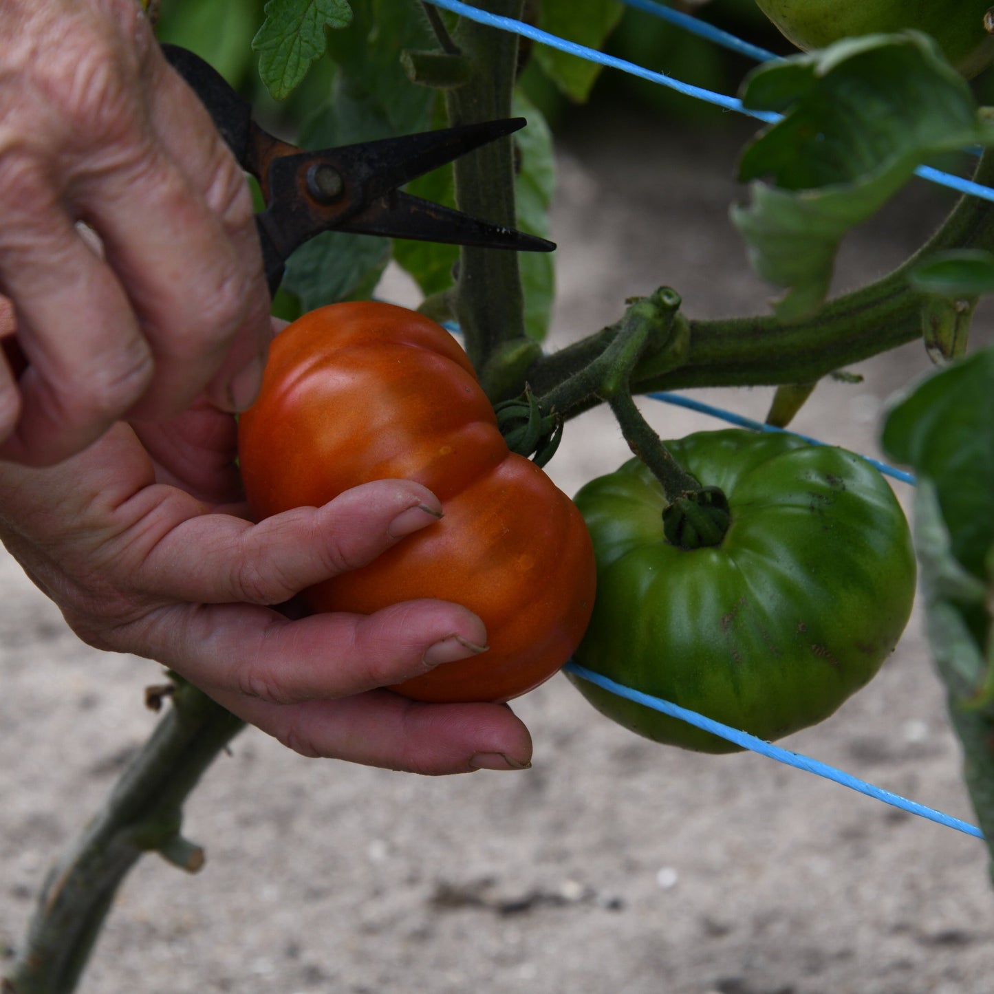 Hand holding a red tomato on a plant with green leaves and a blurred background
