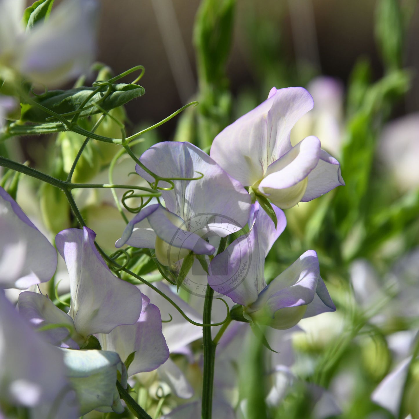 Close-up of white and purple flowers with green leaves on a blurred background