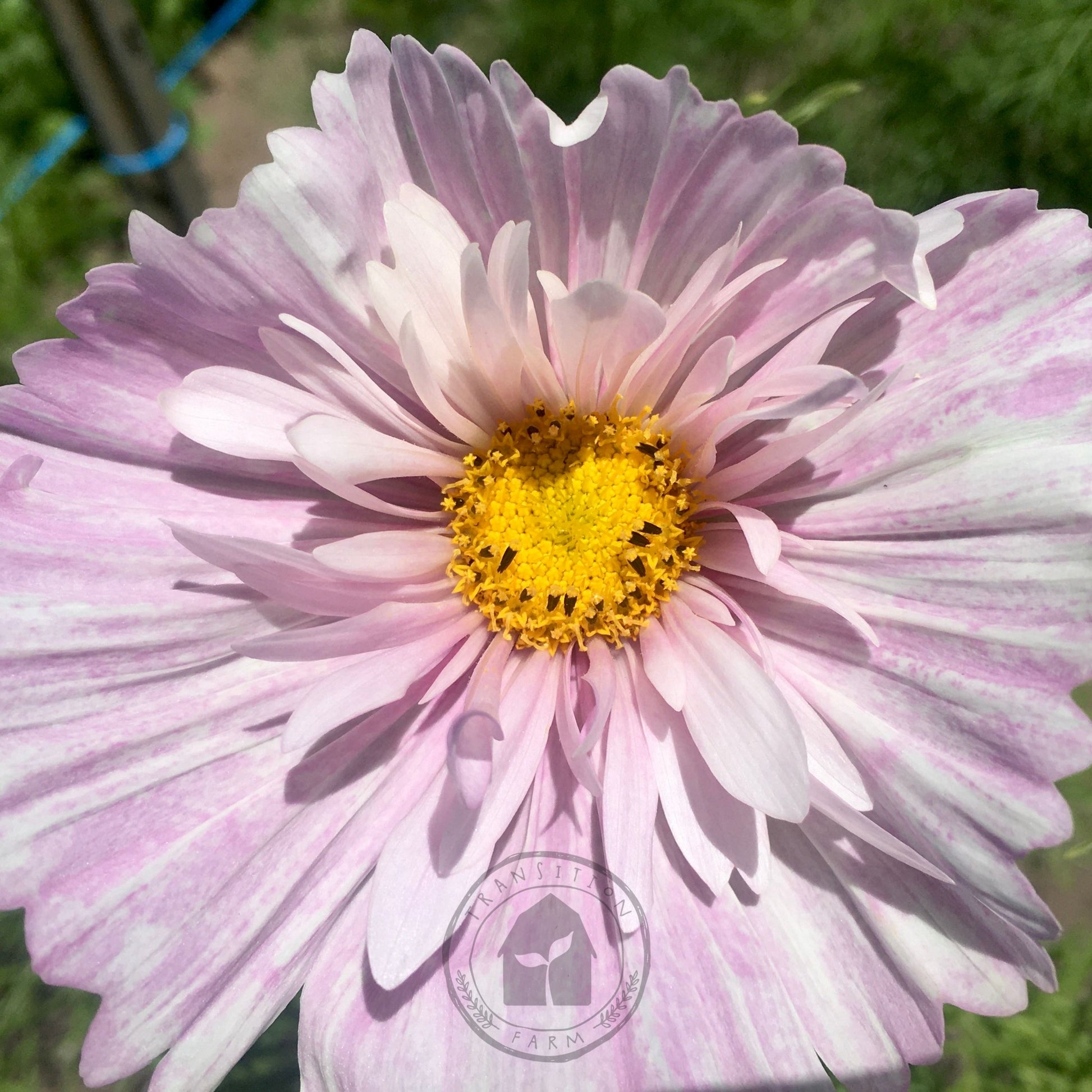 cupcake blush flower close up