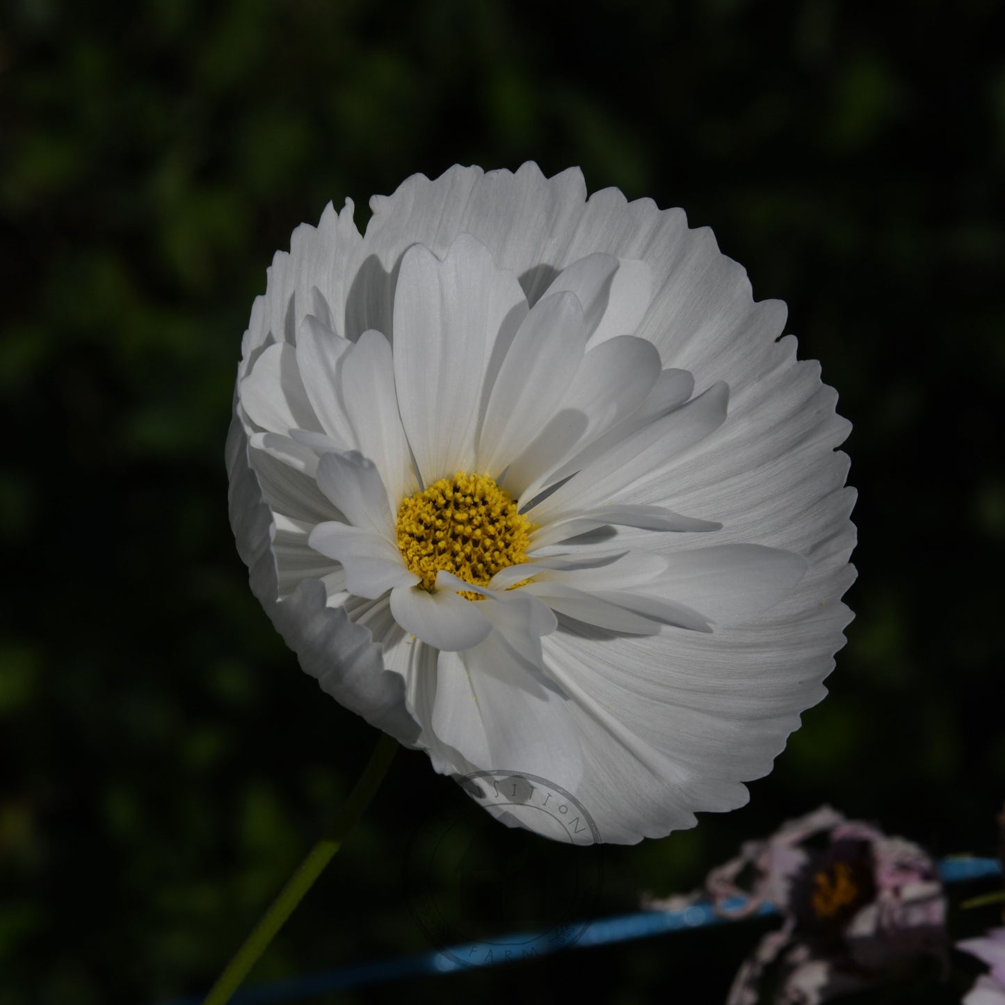 White flower with a yellow center on a dark background