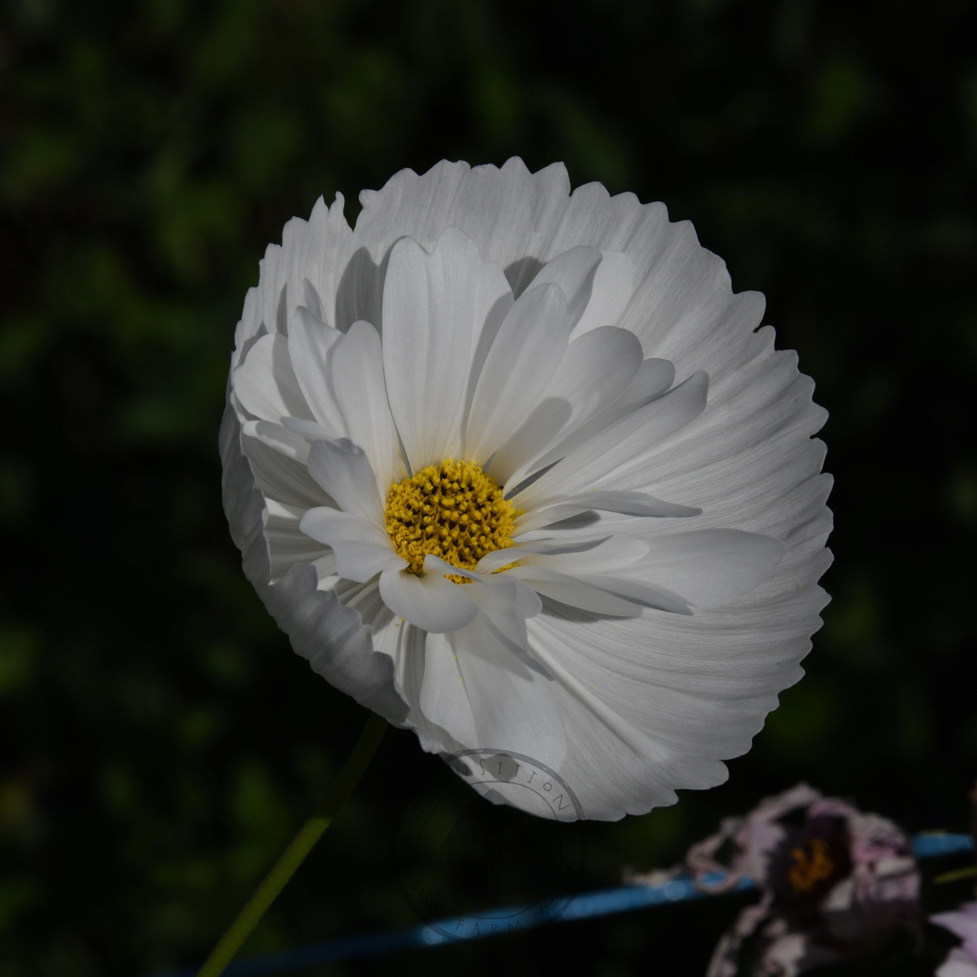 White flower with a yellow center on a dark background