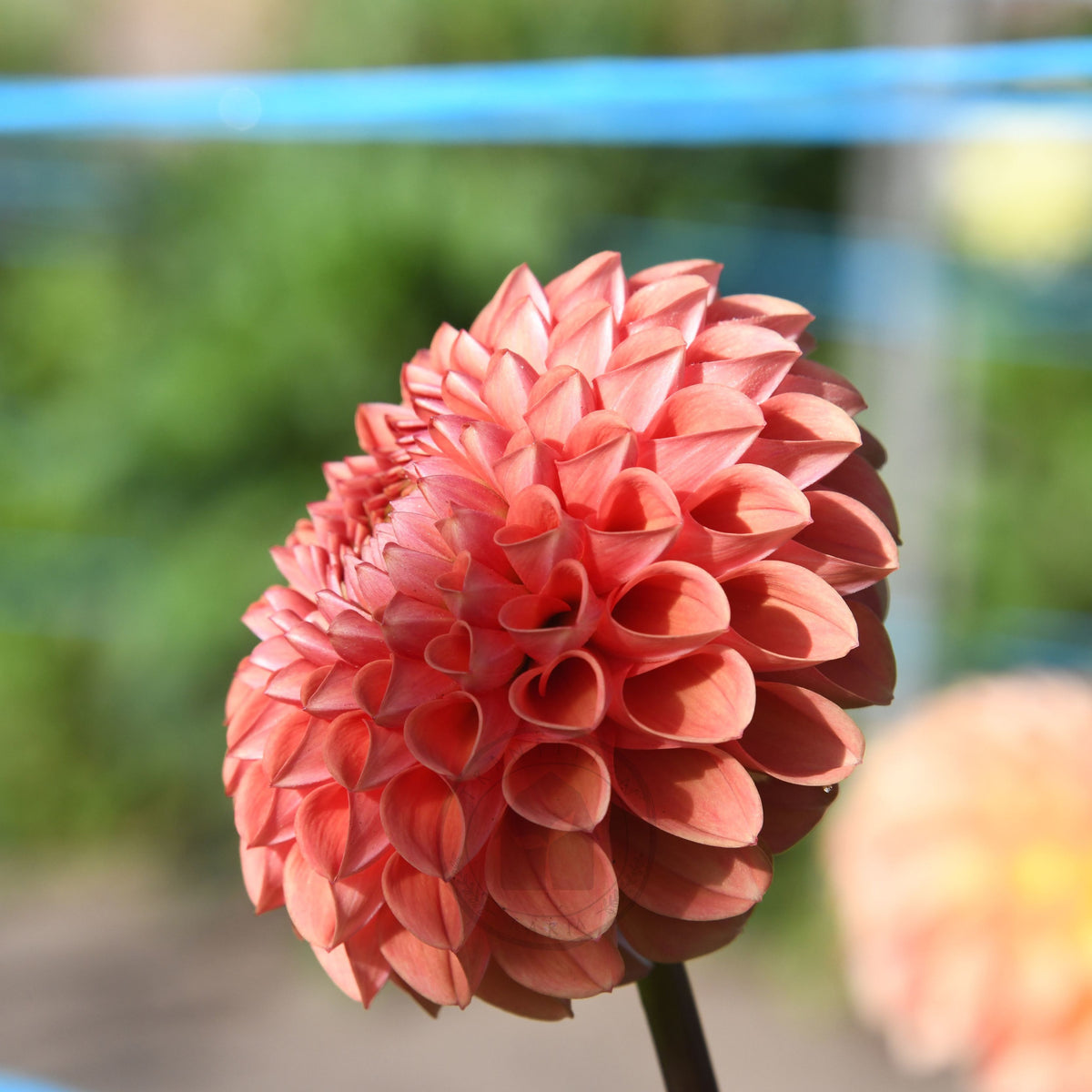 Dahlia 'Darbo Highland'