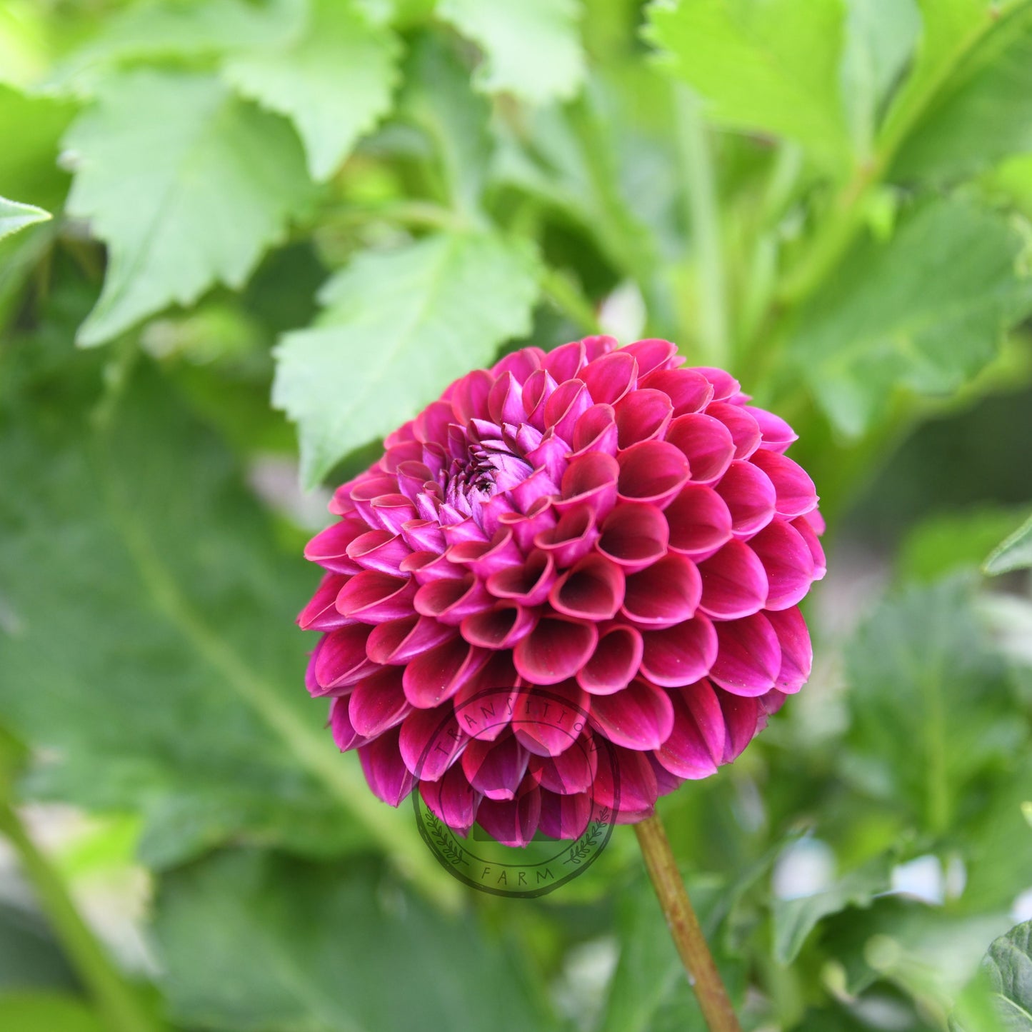 Dahlia 'Devon Safari'