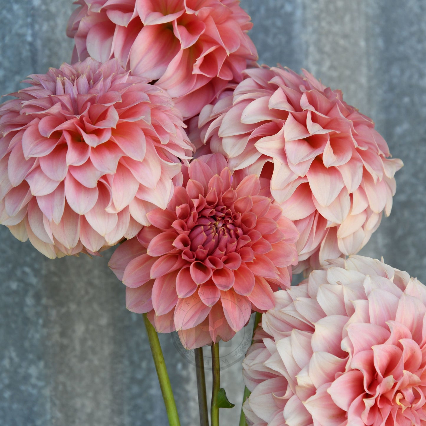 Dahlia 'Devon Salmon'