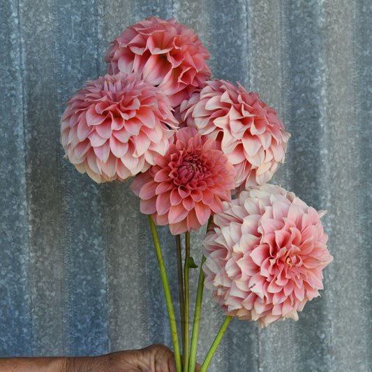 Dahlia 'Devon Salmon'