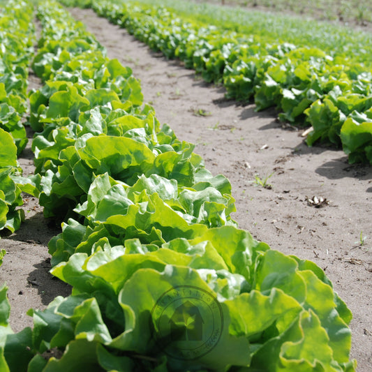 Rows of green lettuce plants growing in a field