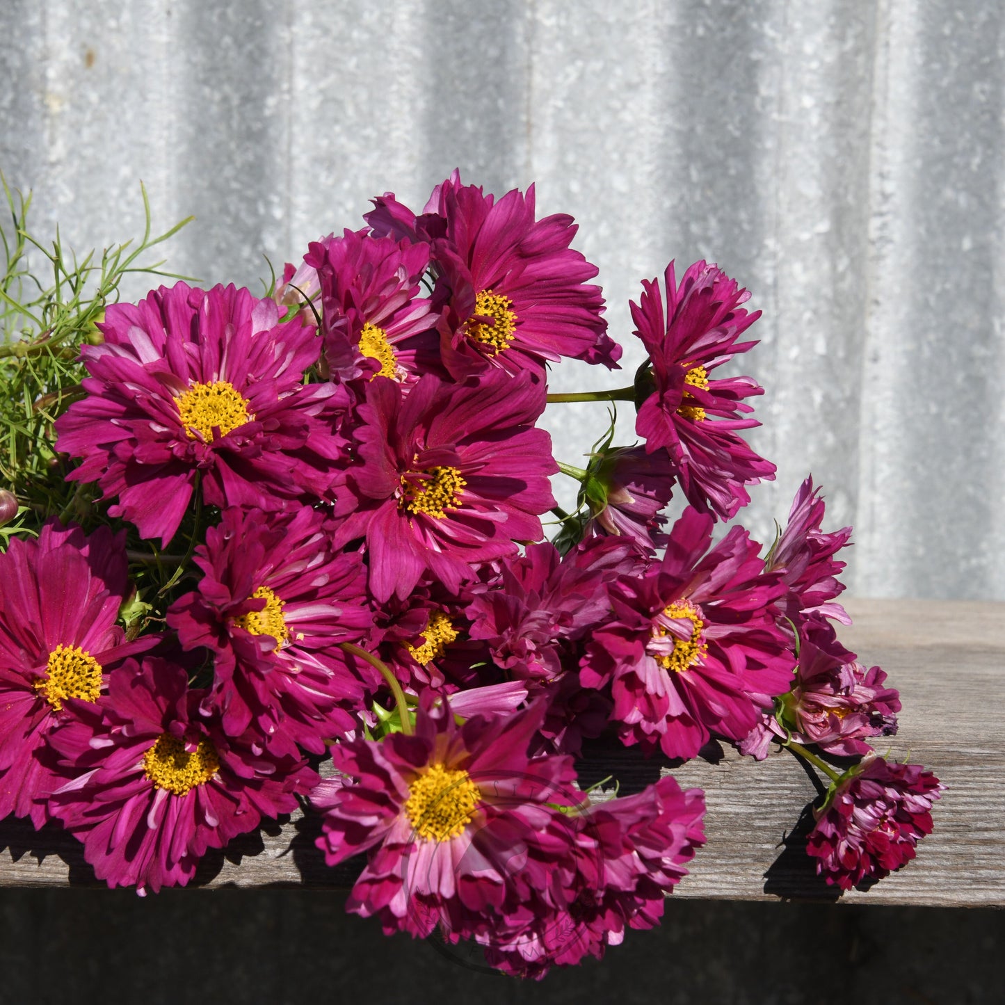 Bouquet of pink flowers with yellow centers on a wooden surface against a corrugated metal background