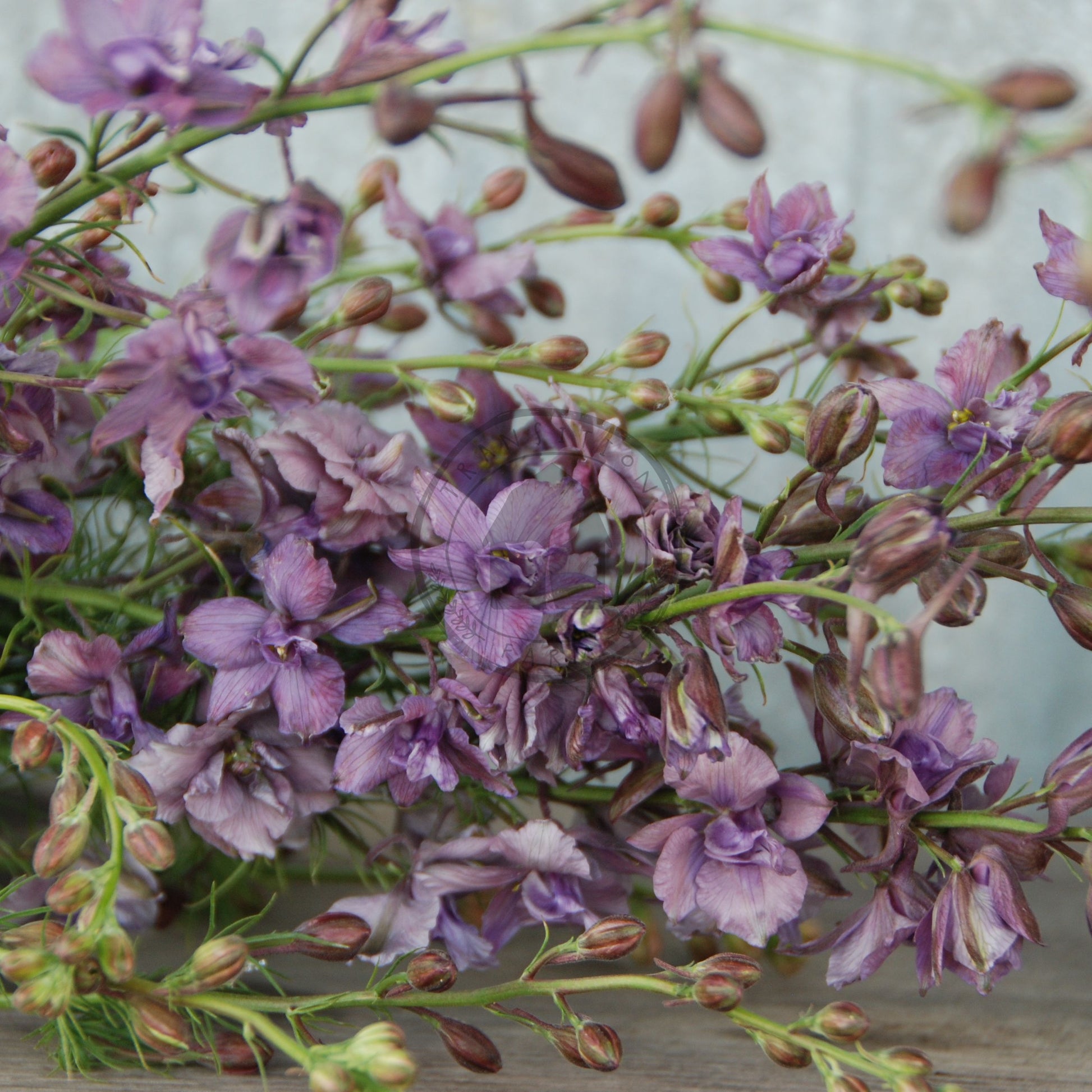 Bouquet of purple flowers with green stems on a wooden surface