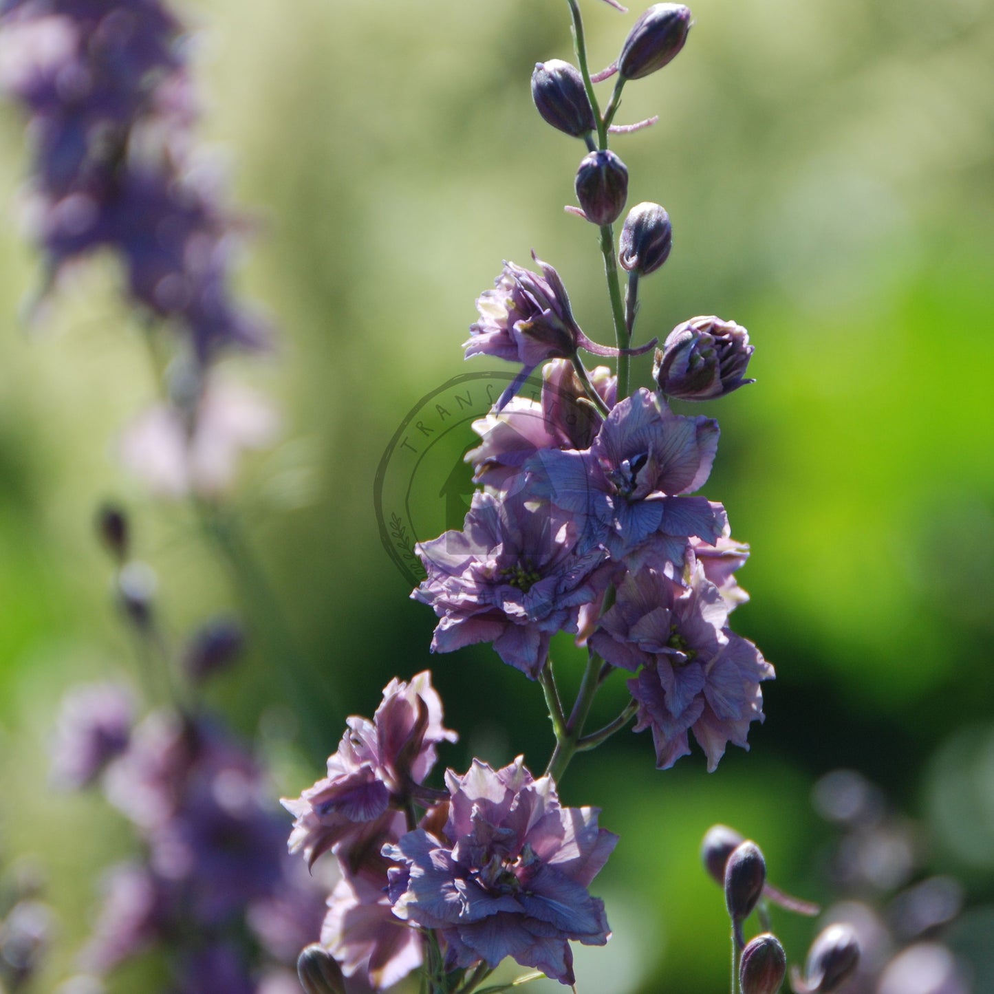Close-up of purple flowers with a blurred green background