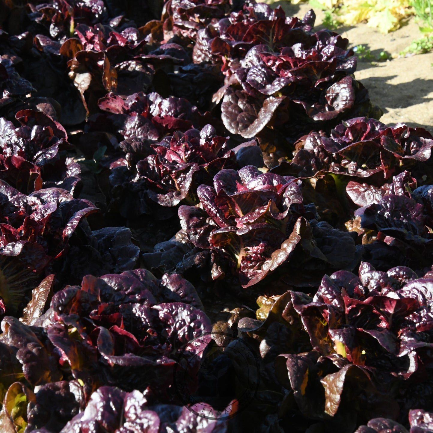 Close-up of dark purple leafy vegetables on a wooden surface