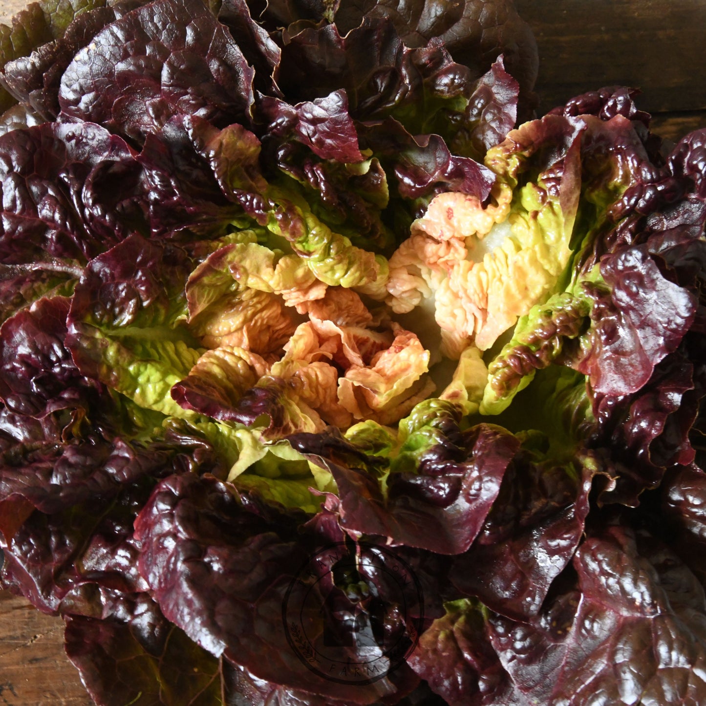 Head of red leaf lettuce on a wooden surface
