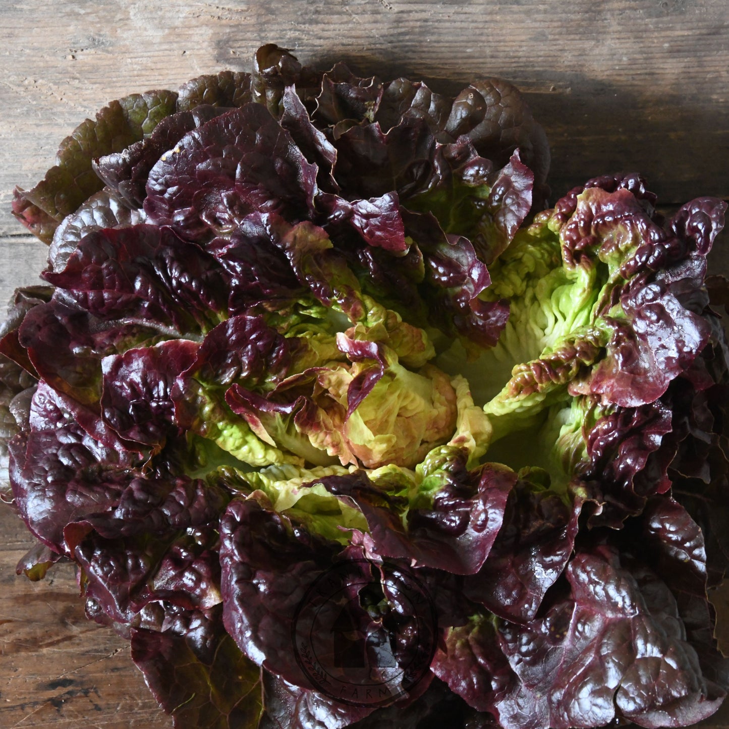 Head of purple-leafed lettuce on a wooden surface