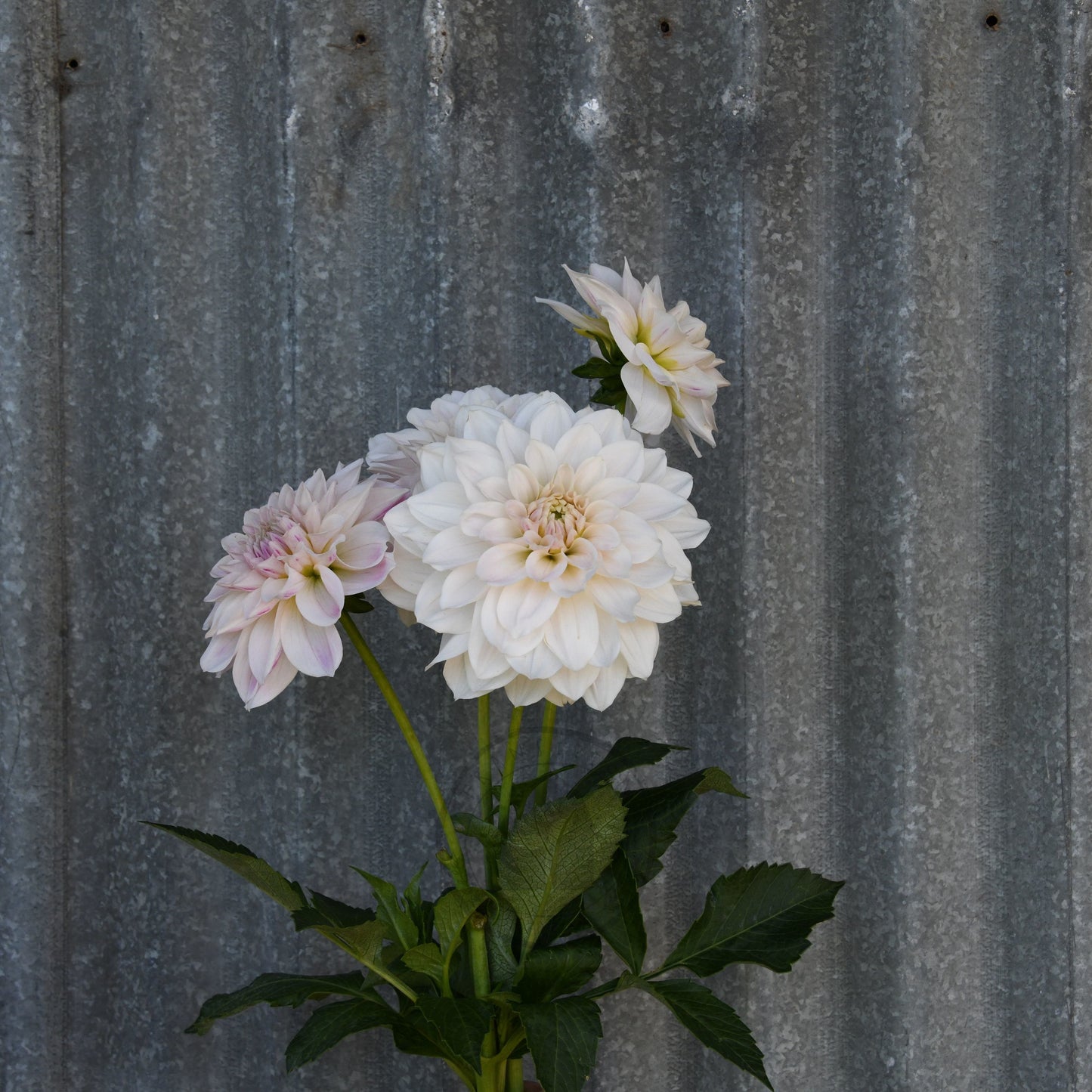 Dahlia 'Everbloom First Dance'