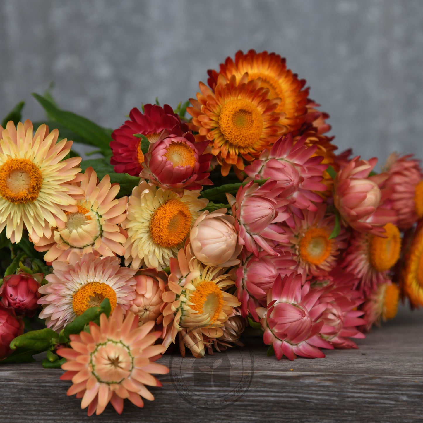 Bouquet of colorful strawflowers on a wooden surface with a gray background