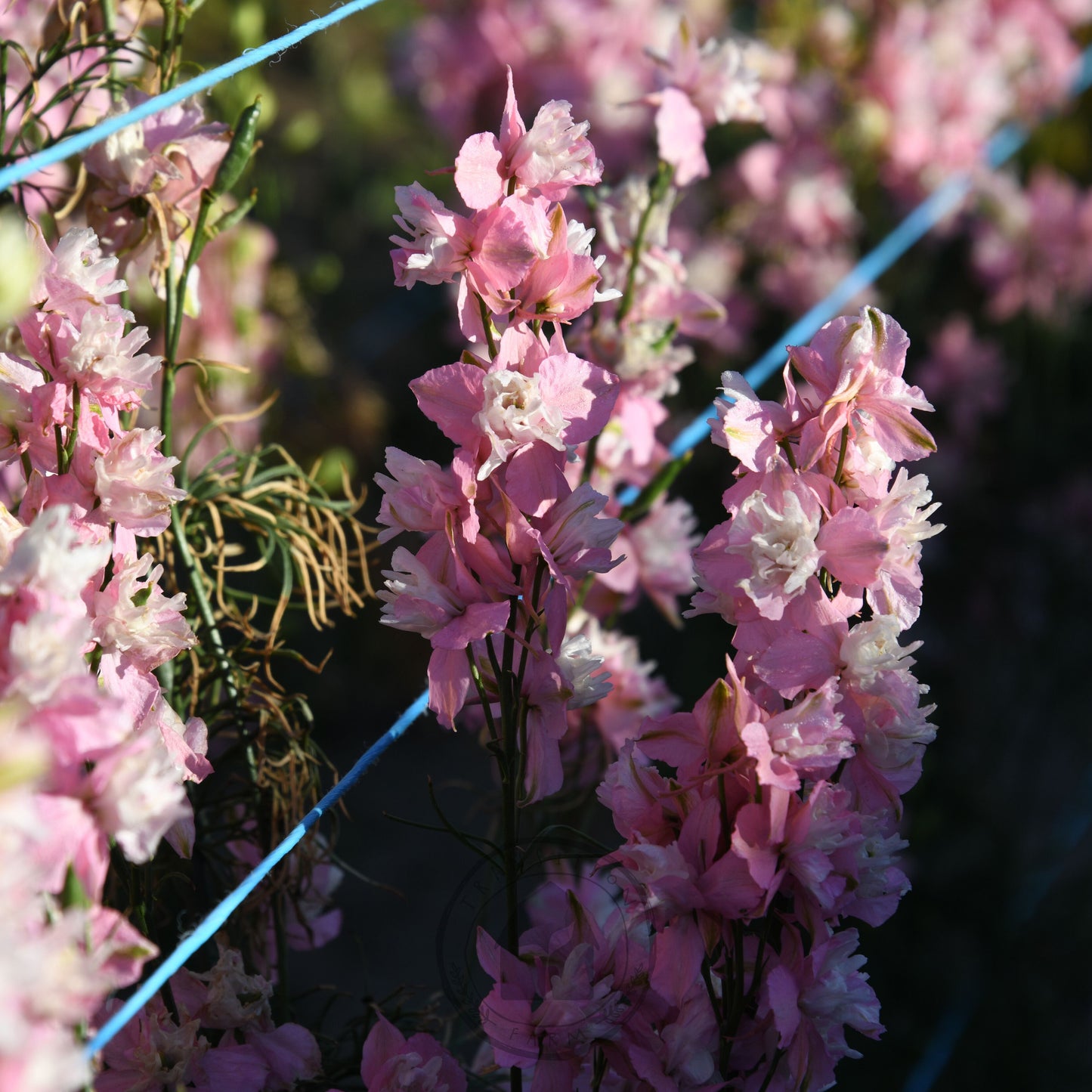 Close-up of pink flowers with a blurred background