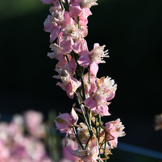 Close-up of pink flowers with a blurred background