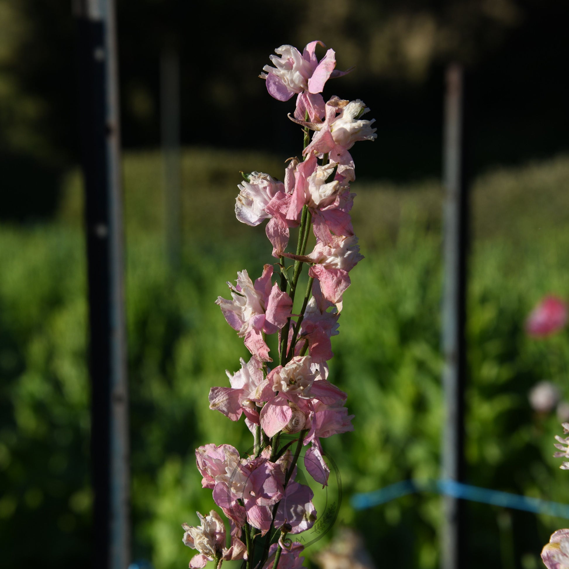 Pink flowers with a blurred green background