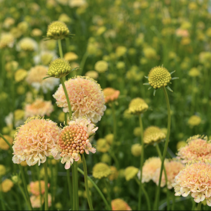 Field of yellow and peach-colored flowers with a blurred background