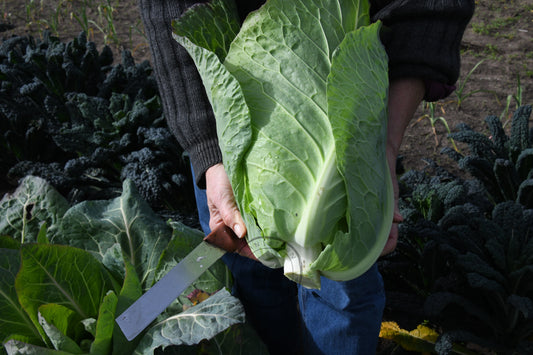 Cabbage 'Filderkraut'
