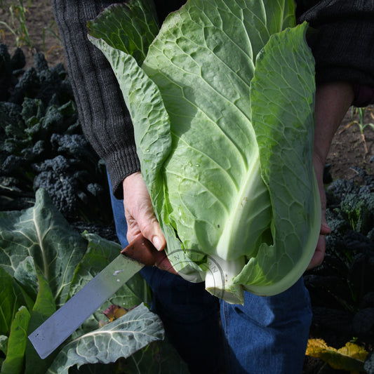 Cabbage 'Filderkraut'