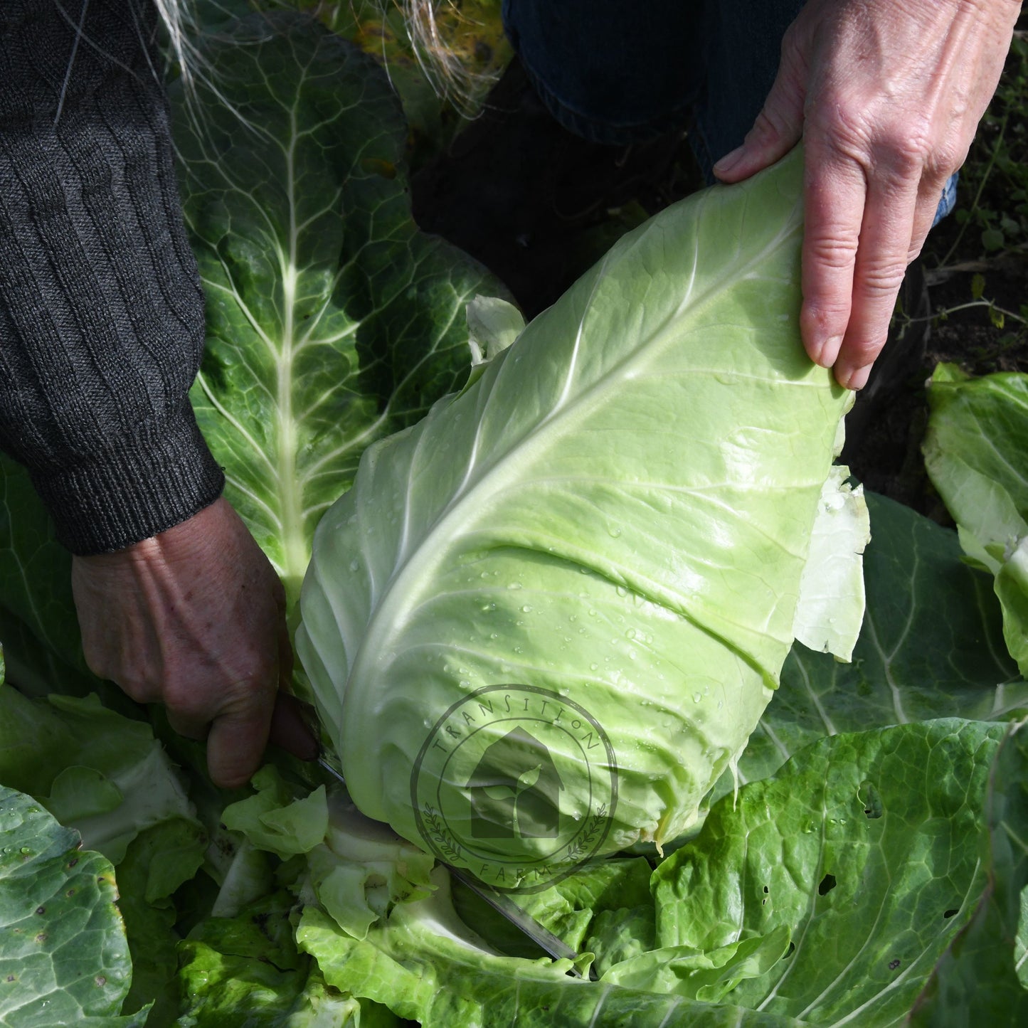 Cabbage 'Filderkraut'