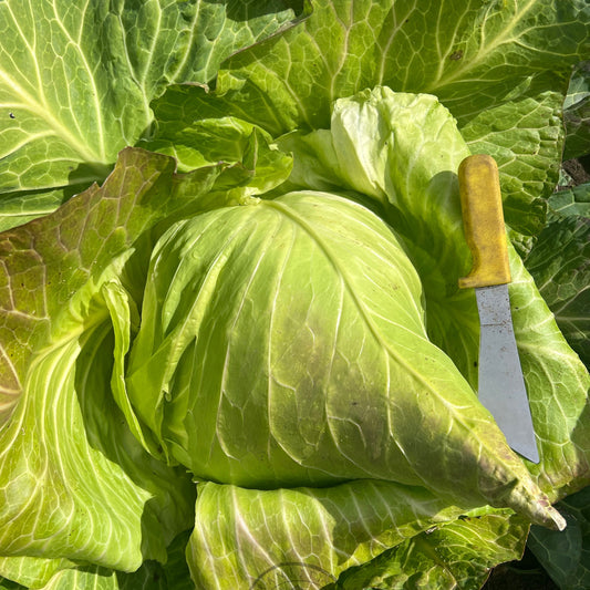 Cabbage 'Filderkraut'
