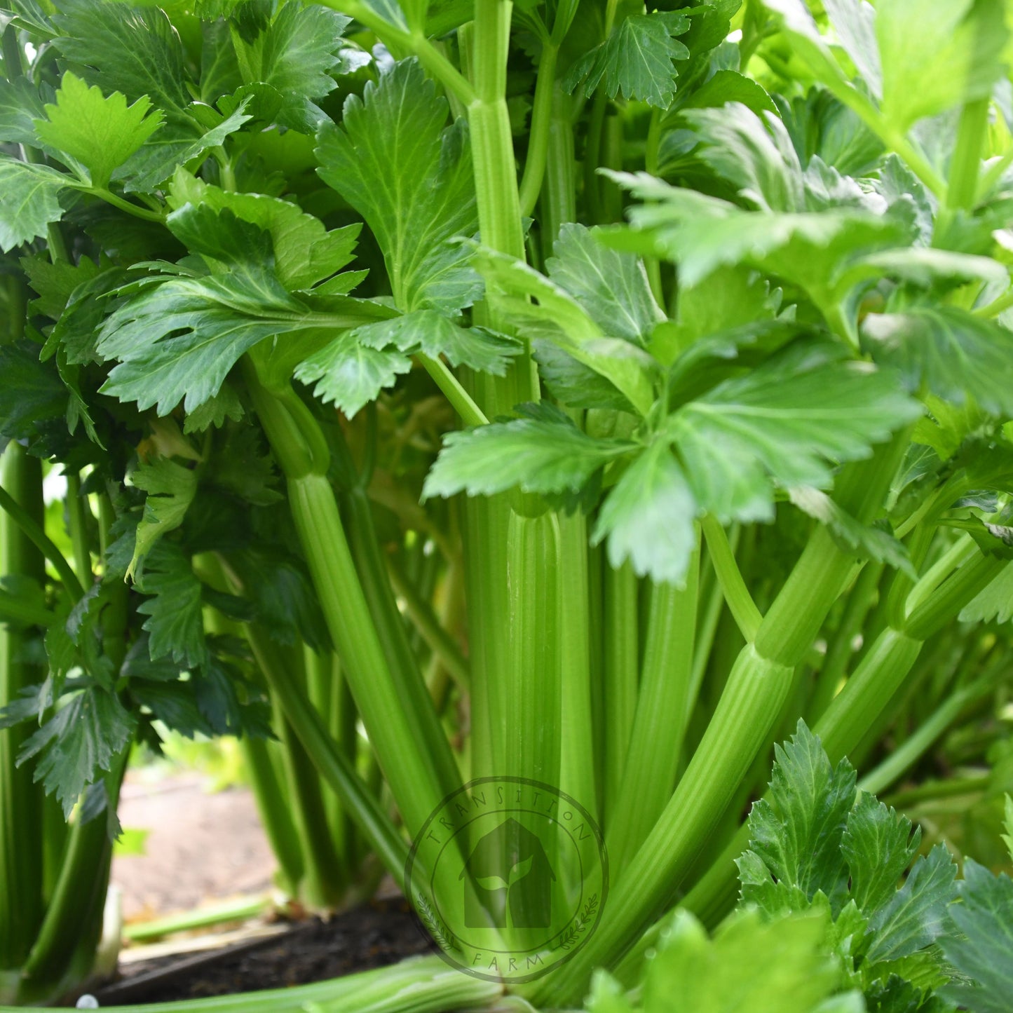 Celery 'Fingal'