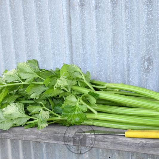 Celery 'Fingal'
