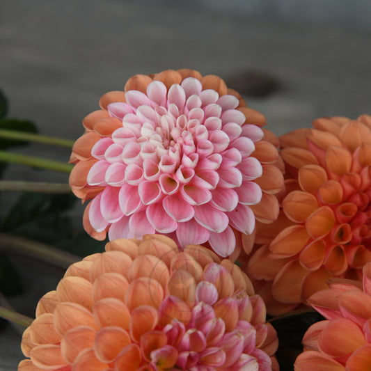 Dahlia 'Florelie Angusture'