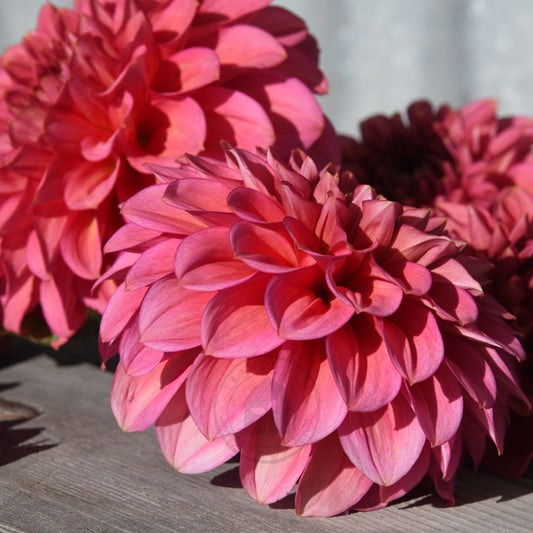 Dahlia 'Florelie Guava'