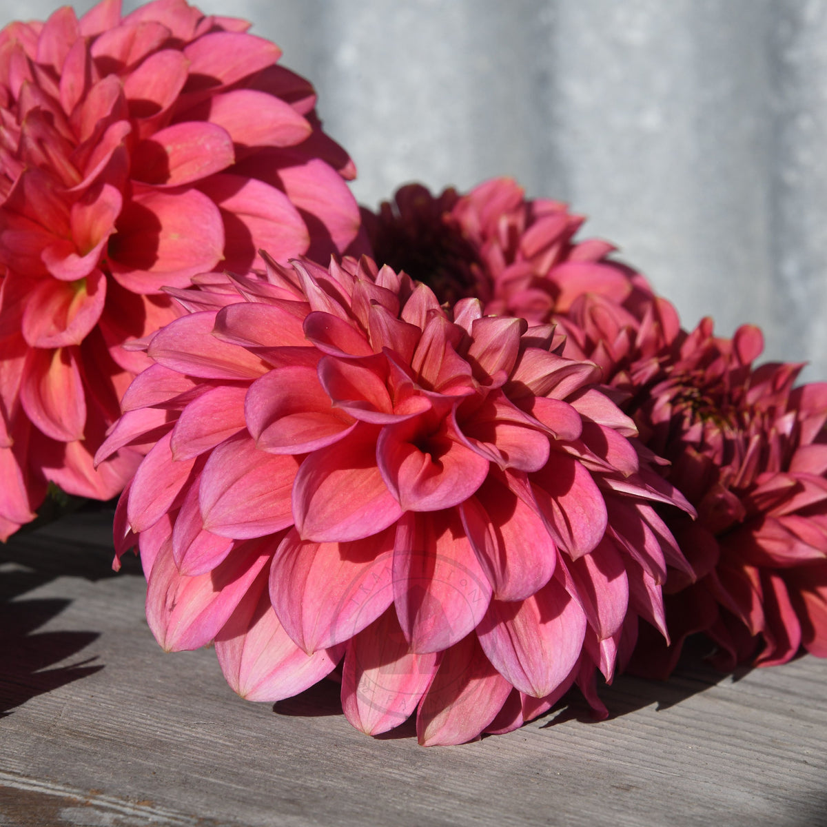 Dahlia 'Florelie Guava'