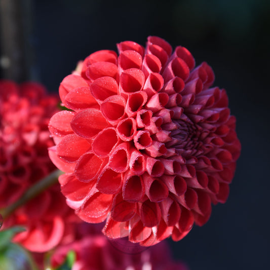 Dahlia 'Florelie Ponyo' (3 Tuber Special)