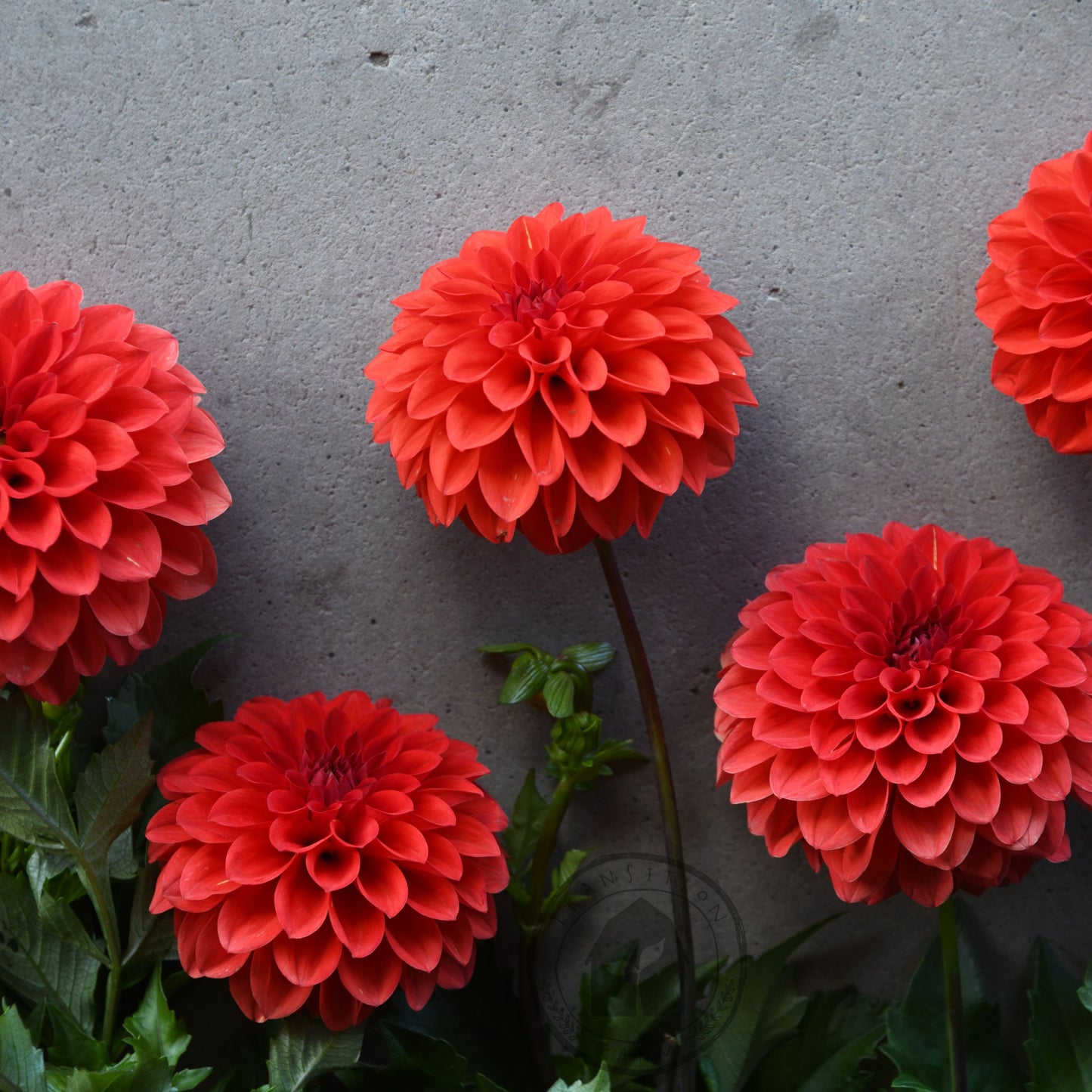 Dahlia 'Florelie Ponyo' (3 Tuber Special)