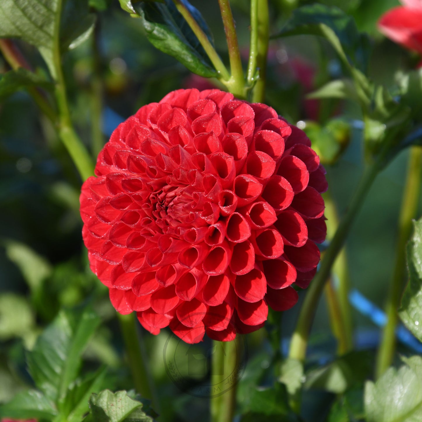 Dahlia 'Florelie Ponyo' (3 Tuber Special)